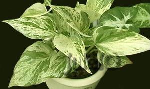  Epipremnum aureum - house plant pictured