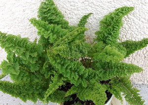 Ornamental fern can be grown in the home.