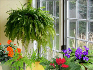 Indoor fern does not require much maintenance.