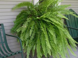 Fern transplanting requires compliance with certain rules.