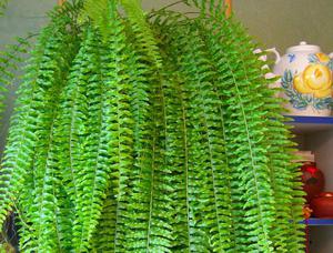 The photo shows a home decorative fern.