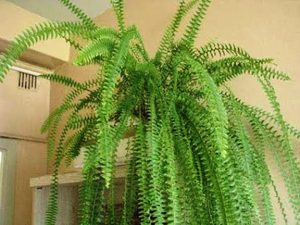 Decorative fern in the office looks very stylish.