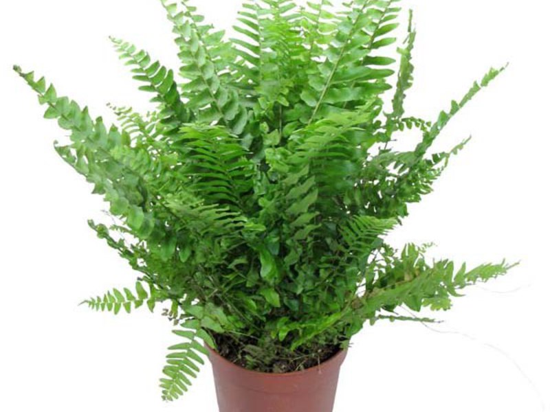 Fern Nephrolepis - a kind of decorative fern