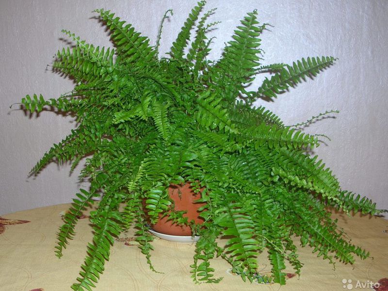 The fern plant can be kept in a pot in an apartment.