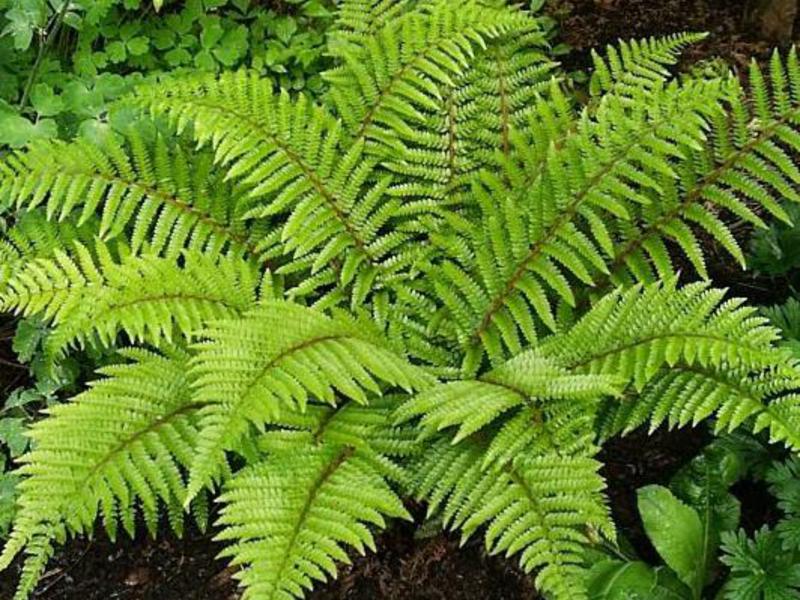 Indoor fern care consists in modern watering and feeding.