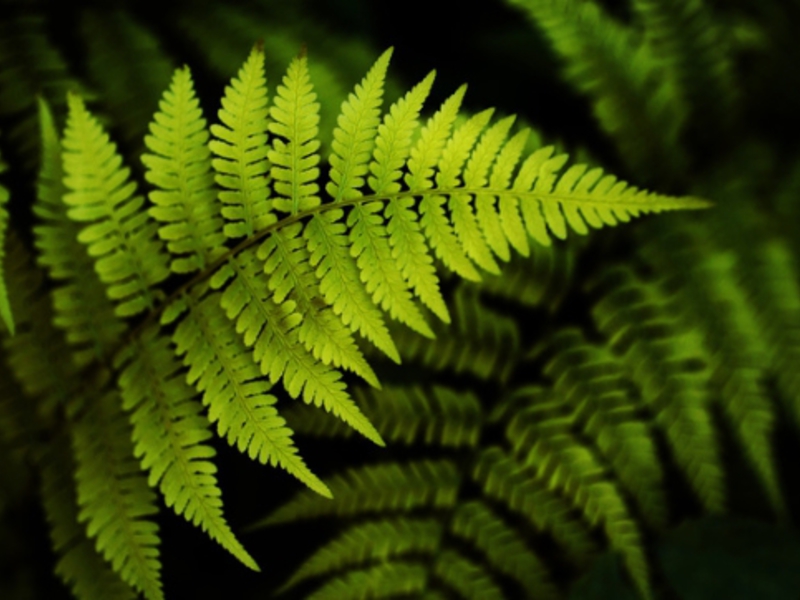 The fern in the room should be kept in shade.