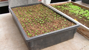 Begonia seedlings in boxes - growing from seeds