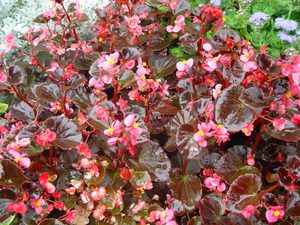 Ever-flowering begonia can decorate your flowerbed all season