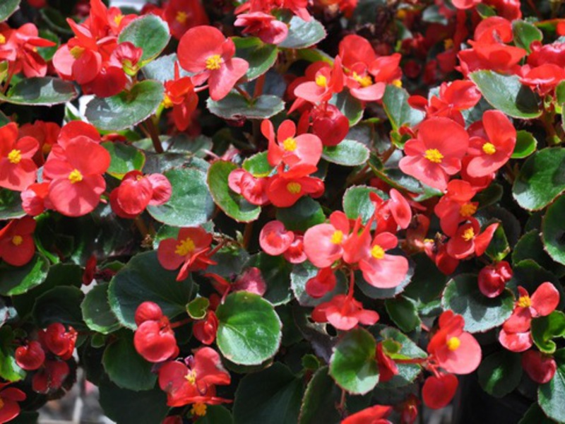 Begonia in bloom is very beautiful