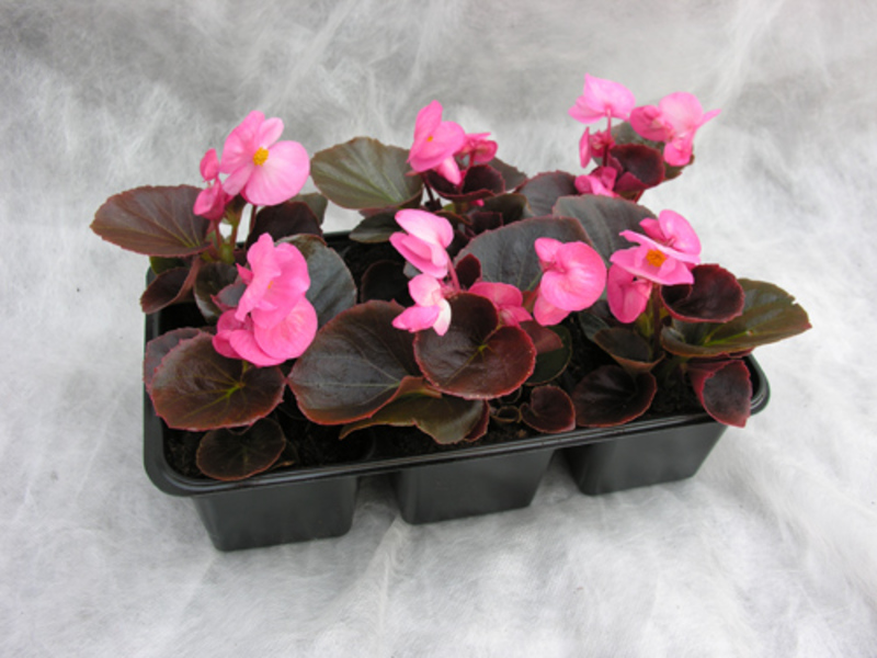 Seed begonia can be planted on a plot or in a box