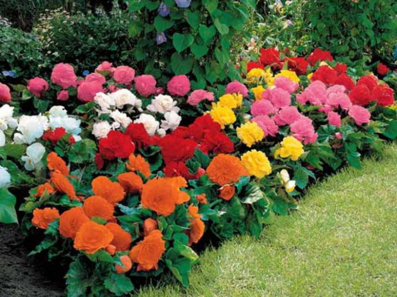 Begonia reproduces well both at home and in the garden