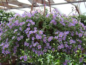 Bacopa is one of the new hanging basket plants