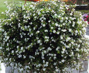 Planting bacopa