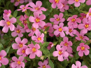 Plant for hanging baskets on the balcony