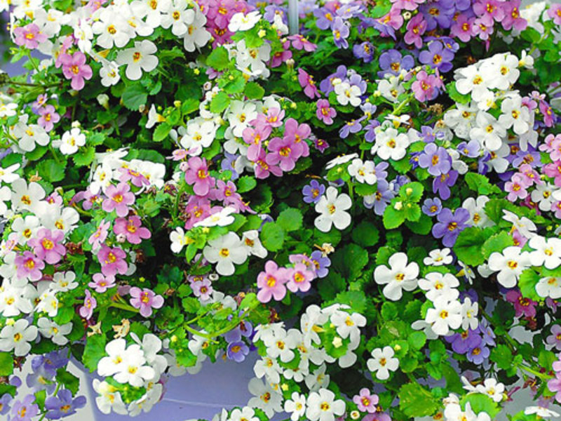 Flowering Bacopa bushes