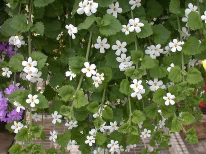 Bacopa bush for gardens and balconies