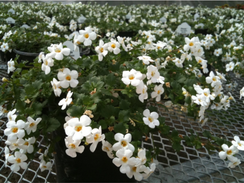 Flowering bacopa