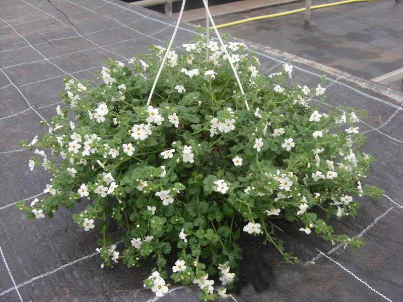 Bacopa is one of the new hanging basket plants