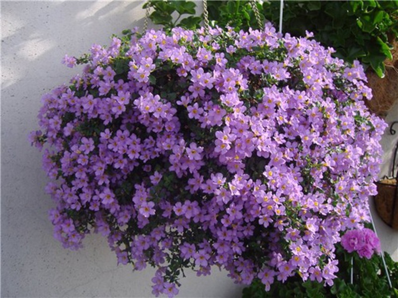 When Bacopa blooms