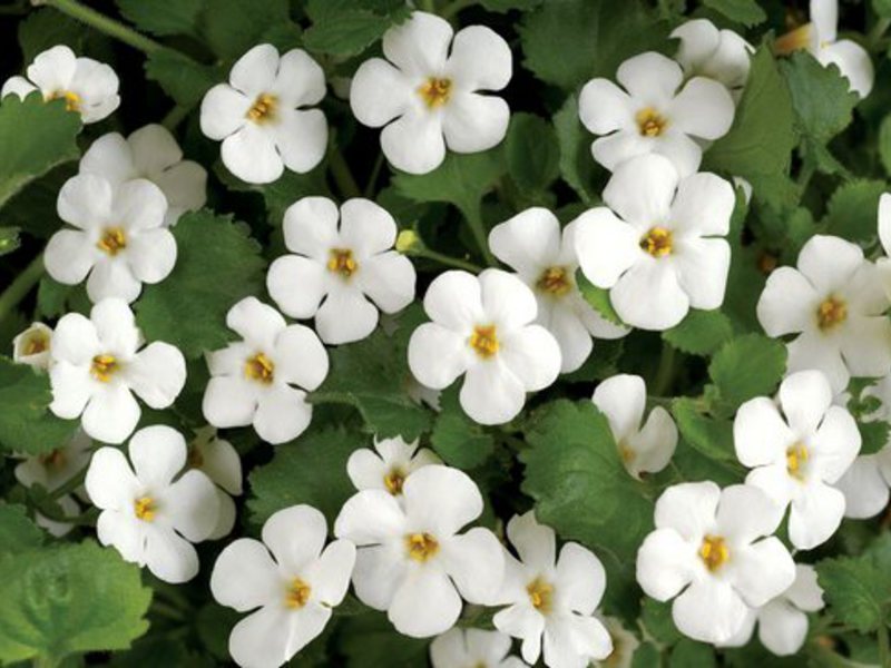 Plant for balconies