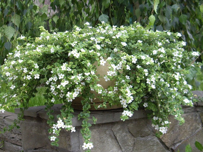 How to plant bacopa