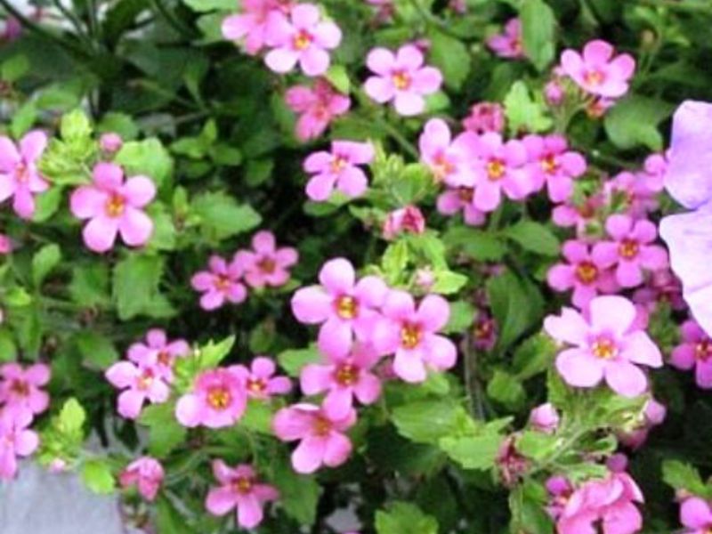 Bacopa flowering period