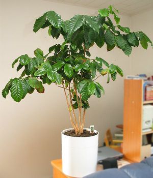 How to grow a coffee tree