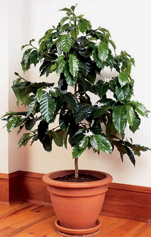 How to grow a coffee tree