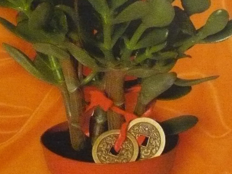 Indoor plant