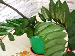 Zamioculcas: особености на присаждането на цветя у дома