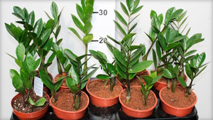 How not to damage the roots when transplanting