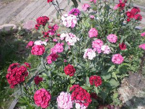 Features of carnation