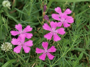 Field carnation