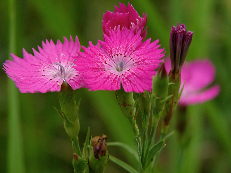 Beautiful carnation