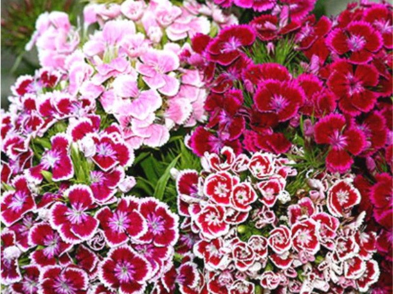 How to grow a carnation at home