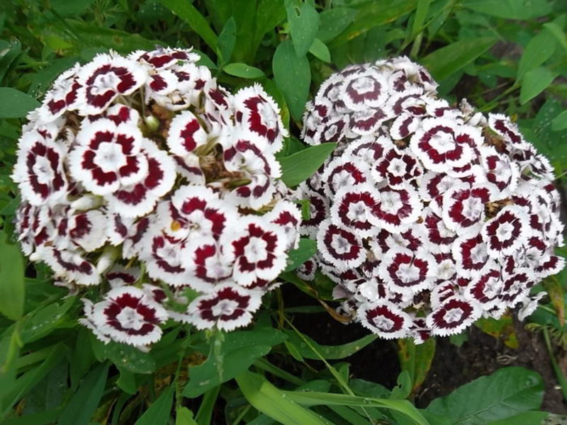 Flowering carnation