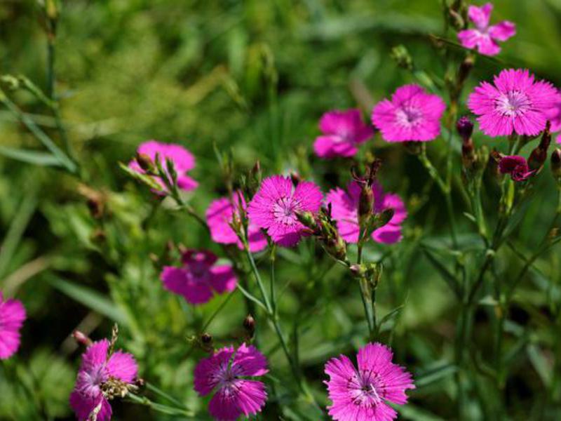 Garden varieties of carnations