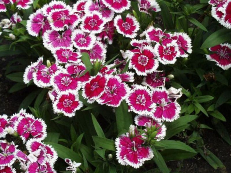 Growing carnations in the garden