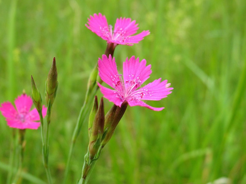 Garden Flowers Carnation