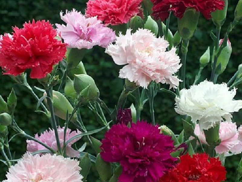 How to propagate a carnation