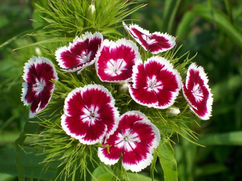 Carnation variety