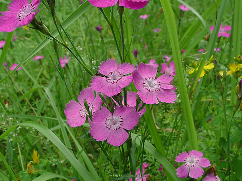 Types of carnations