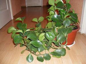 Peperomia home