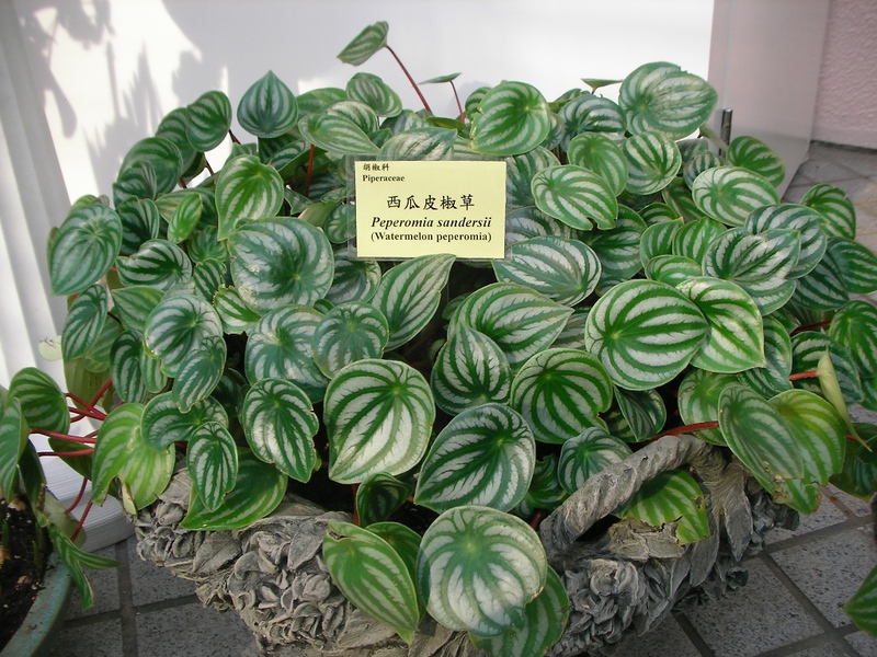 Home plant peperomia