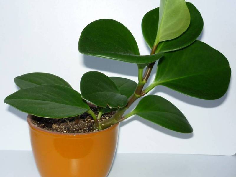 Peperomia at home