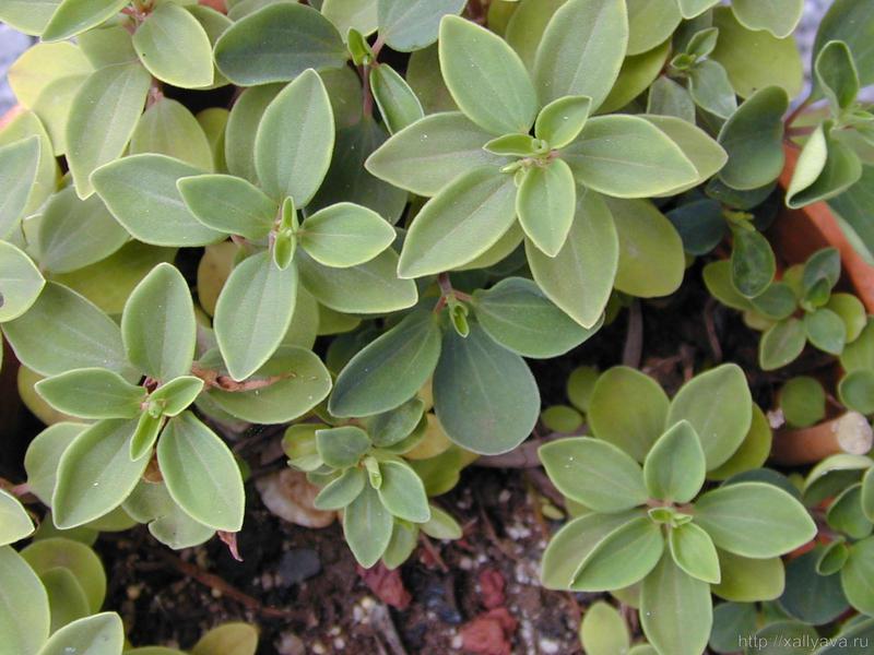 What are the types of peperomia