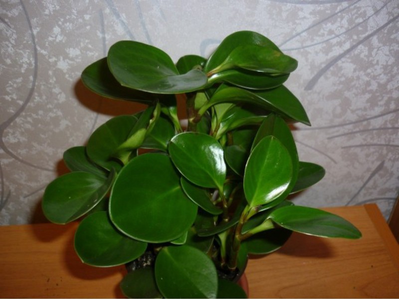 Varieties of indoor peperomia