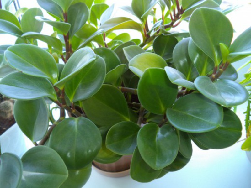 Watering peperomia