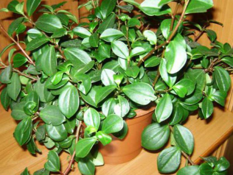 Peperomia at home