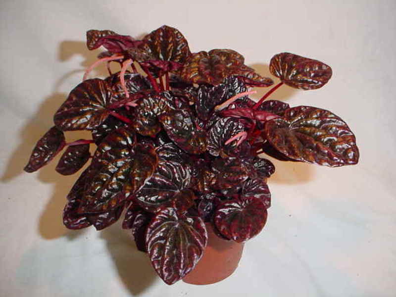 Peperomia and its varieties